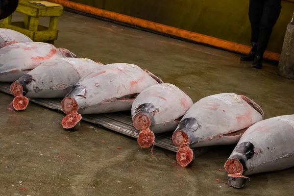 Asta di tonno al mercato del pesce di Tsukiji Tokyo — Foto Stock