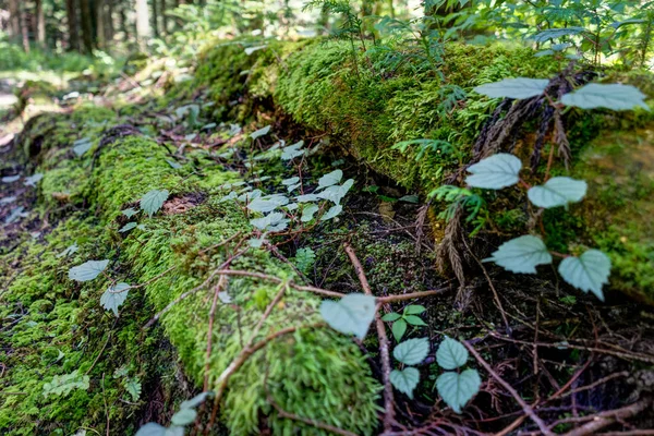 Tsumago Magone Trail Japan — Stockfoto