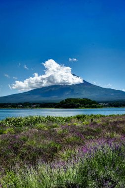 Fuji Dağı'nın lavanta için yaz aylarında mavi gökyüzü ve bulutlar w ile görüntüleyin.