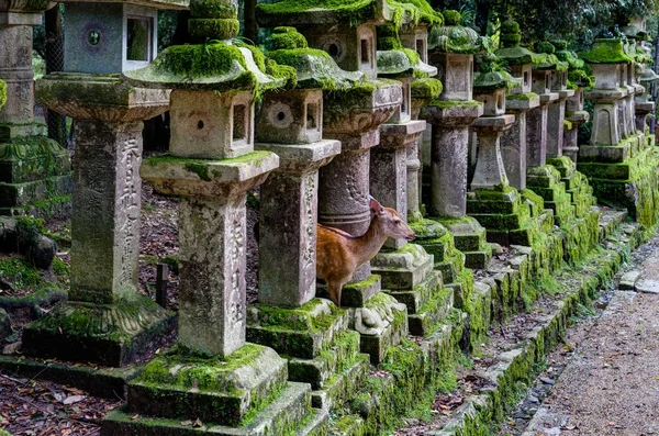 Rådjur mellan gamla gravstenar i Nara Japan — Stockfoto