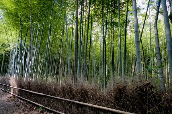 Slavný bambusového hájku na Arashiyama, Kjóto — Stock fotografie