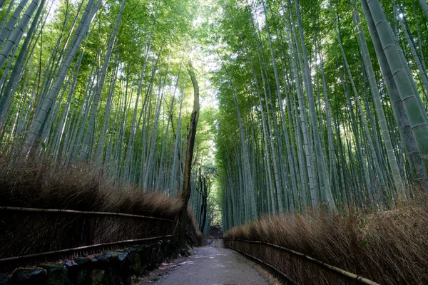 Slavný bambusového hájku na Arashiyama, Kjóto — Stock fotografie