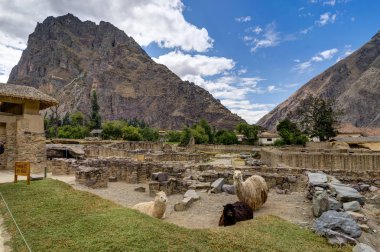 Alpaka Ollantaytambo Peru