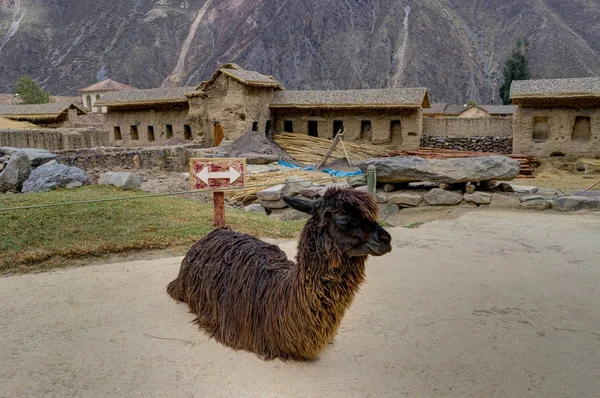 Alpaca w Ollantaytambo, Peru — Zdjęcie stockowe