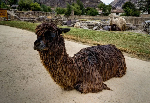 Alpaka Ollantaytambo, Peru — Stock Fotó