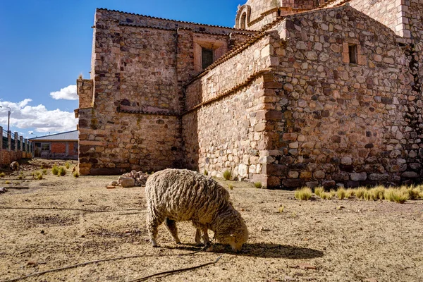 Pérou Andes Moutons devant une église — Photo
