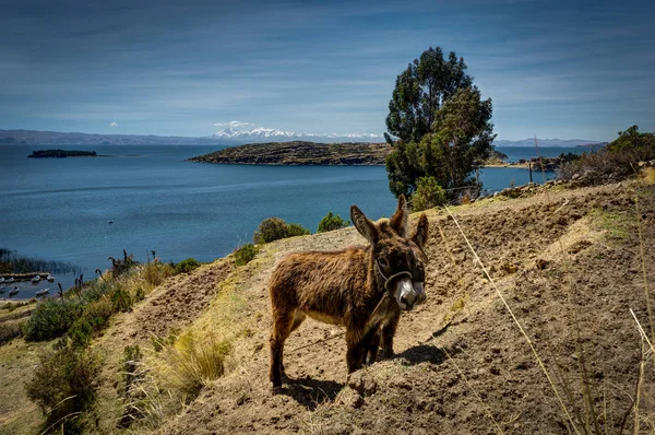 Due asini con vista sul lago di La isla del Sol TIticaca — Foto Stock