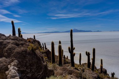 Salar de Uyuni Kaktüs Adası 'ndaki Incahuasi Adası.