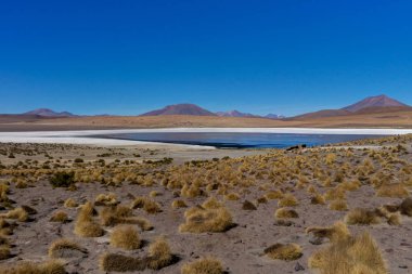 Laguna Canapa Altiplano Bolivya çöl, pembe flamingolar