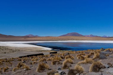Laguna Canapa Altiplano Bolivya çöl, pembe flamingolar