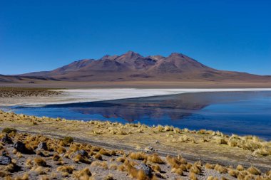 Laguna Canapa Altiplano Bolivya çöl, pembe flamingolar