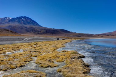 Pembe Flamingolar Laguna Hedionda Altiplano Bolivya