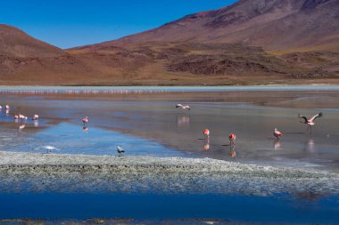 Pembe Flamingolar Laguna Hedionda Altiplano Bolivya