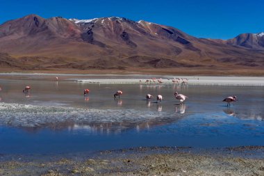Pembe Flamingolar Laguna Hedionda Altiplano Bolivya