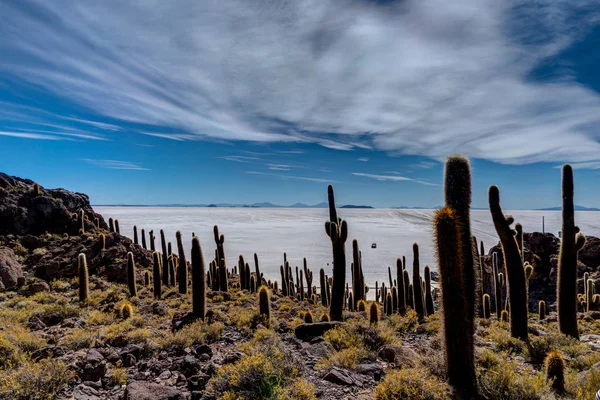 Salar de Uyuni Kaktüs Adası 'ndaki Incahuasi Adası.
