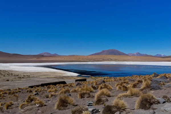 Fenicotteri Rosa a Laguna Canapa Altiplano Bolivia Deserto — Foto Stock