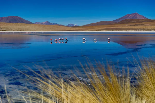 Fenicotteri Rosa a Laguna Canapa Altiplano Bolivia Deserto — Foto Stock