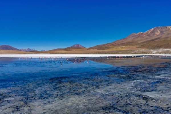 Laguna Canapa Altiplano Bolivya çöl, pembe flamingolar — Stok fotoğraf