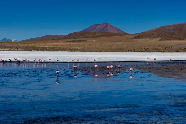 Fenicotteri rosa Laguna Hedionda Altiplano Bolivia — Foto Stock