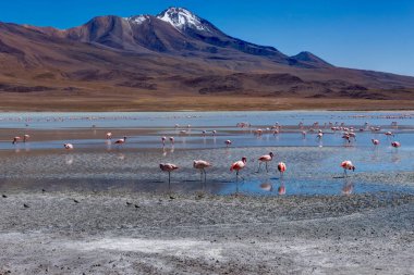 Pembe Flamingolar Laguna Hedionda Altiplano Bolivya