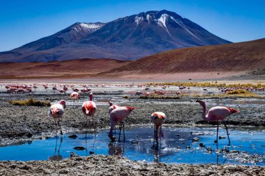 Pembe Flamingolar Laguna Hedionda Altiplano Bolivya