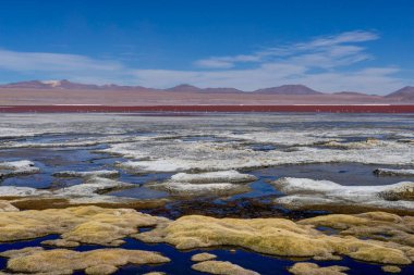Laguna Colorada Altiplano Bolivya, pembe flamingolar