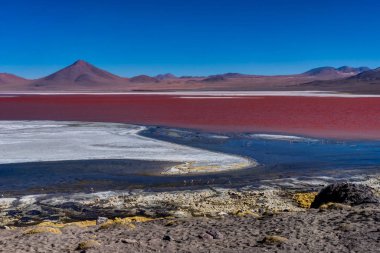 Laguna Colorada Altiplano Bolivya, pembe flamingolar