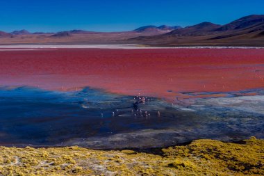 Pink Flamingos at Laguna Colorada Altiplano Bolivia clipart