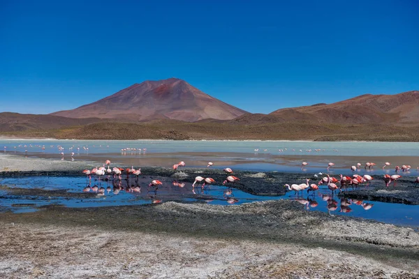 Fenicotteri rosa Laguna Hedionda Altiplano Bolivia — Foto Stock