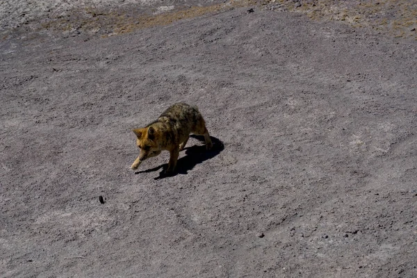 Desert Fox Coyote Altiplano Boliwia — Zdjęcie stockowe