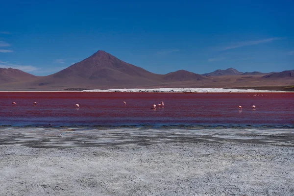 Fenicotteri Rosa a Laguna Colorada Altiplano Bolivia — Foto Stock