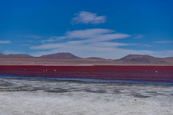Fenicotteri Rosa a Laguna Colorada Altiplano Bolivia — Foto Stock