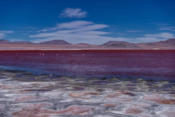 Fenicotteri Rosa a Laguna Colorada Altiplano Bolivia — Foto Stock