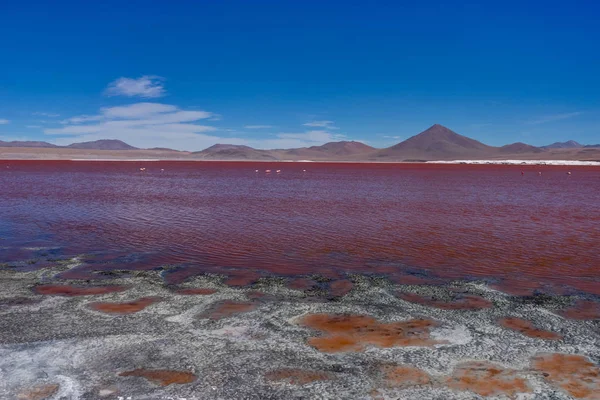 Fenicotteri Rosa a Laguna Colorada Altiplano Bolivia — Foto Stock