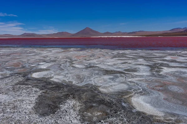 Fenicotteri Rosa a Laguna Colorada Altiplano Bolivia — Foto Stock