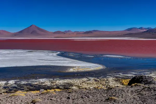 Fenicotteri Rosa a Laguna Colorada Altiplano Bolivia — Foto Stock