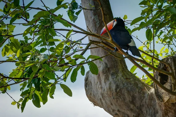Εξωτικά toucan πουλιών στο φυσικό περιβάλλον κοντά σε Καταρράκτες Ιγκουασού σε Foz d — Φωτογραφία Αρχείου