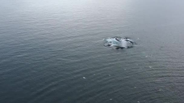 Vídeo aéreo del dron de la cápsula de ballenas jorobadas. Ballena jorobada alimentándose en Groenlandia, bahía Disko. Rompiendo la rociadura de la hinchazón por iceberg en la naturaleza ártica de Groenlandia en el paisaje de icefjord. Vida silvestre — Vídeo de stock