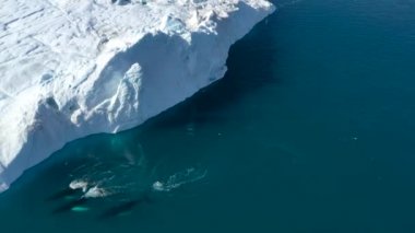 Kuzey Kutbu 'nda buzdağları tarafından buzla kaplanmış bir balina. Kambur balina. Ilulissat, Grönland 'dan vahşi yaşam, buz ve buzdağıyla dolu bir hava videosu..