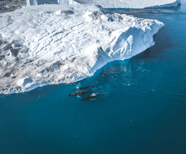 Ilulissat yakınlarında buzdağlarının arasına 3 Kambur Balina dalışı. Kaynağı Jakobshavn buzulu. Buzdağlarının kaynağı küresel ısınma ve buzların erimesi, Disko Körfezi, Grönland