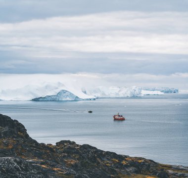 Okyanusta yüzen ve beslenen üç kambur balina. Turuncu balina arka planda tur teknesi seyrediyor. Grönland Disko Körfezi Ilulissat.