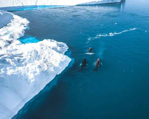 3 Knölvalsdyk nära Ilulissat bland isberg. Deras källa är från Jakobshavn-glaciären. Källan till isberg är en global uppvärmning och katastrofal upptining av is, Disko Bay, Grönland — Stockfoto