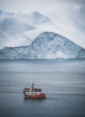 Okyanusta yüzen ve beslenen üç kambur balina. Turuncu balina arka planda tur teknesi seyrediyor. Grönland Disko Körfezi Ilulissat.