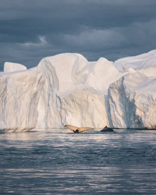 Kambur balinalar Icefjord, Ilulissat, Grönland 'ın ağzındaki dev buzdağları arasında neşeyle besleniyor.