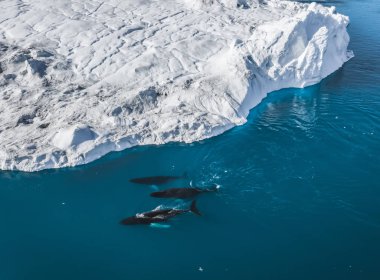 Ilulissat yakınlarında buzdağlarının arasına 3 Kambur Balina dalışı. Kaynağı Jakobshavn buzulu. Buzdağlarının kaynağı küresel ısınma ve buzların erimesi, Disko Körfezi, Grönland