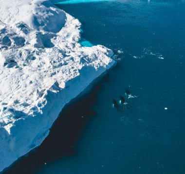 Ilulissat yakınlarında buzdağlarının arasına 3 Kambur Balina dalışı. Kaynağı Jakobshavn buzulu. Buzdağlarının kaynağı küresel ısınma ve buzların erimesi, Disko Körfezi, Grönland