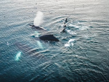 Grönland, Ilulissat 'ın Arktik şehrinin hava manzarası gün doğumunda sisle kaplandı. Kasabanın merkezinde renkli evler, yaz aylarında arka planda buzdağları, turuncu pembe ve güneşli bir günde.