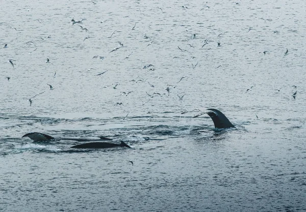 3 Knölvalsdyk nära Ilulissat bland isberg. Deras källa är från Jakobshavn-glaciären. Källan till isberg är en global uppvärmning och katastrofal upptining av is, Disko Bay, Grönland — Stockfoto