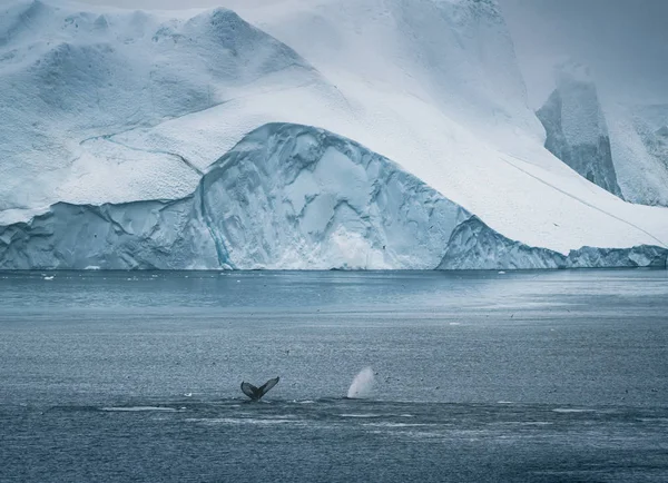 3 Buceo de ballenas jorobadas cerca de Ilulissat entre icebergs. Su origen es por el glaciar Jakobshavn. La fuente de los icebergs es el calentamiento global y el deshielo catastrófico del hielo, Disko Bay, Groenlandia — Foto de Stock