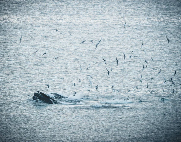 Vista aérea de várias baleias jubarte mergulhando no oceano com água azul e sopro. Mostrando barbatana branca no oceano atlântico. Foto tirada na ilha da baía de Disko na Groenlândia . — Fotografia de Stock
